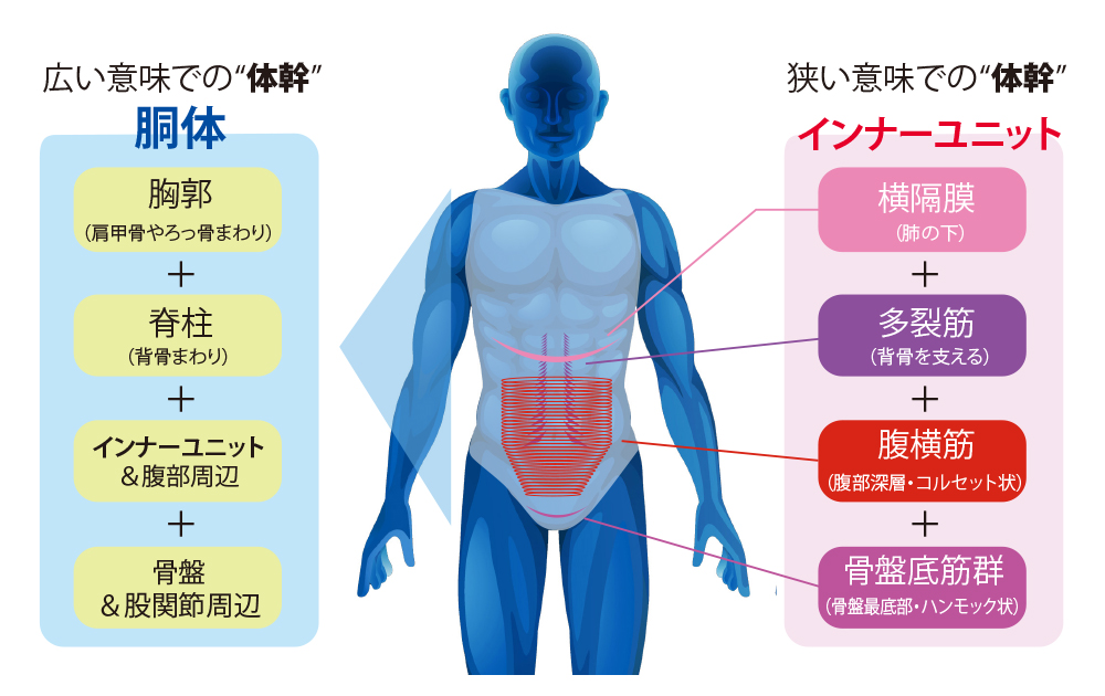 体幹について | 榎本メディカル(えのもと整骨院・鍼灸院)「深江橋駅」3分（大阪市・城東区）